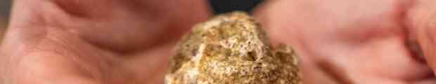 Come nasce il tartufo?